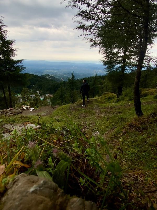 A person on a grassy hill path among pine trees, with a wide valley far below